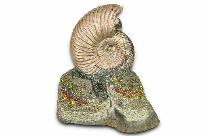 Iridescent Pyritized Ammonite (Quenstedticeras) Fossil Display #368836